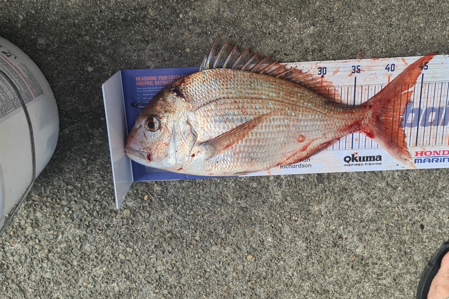Bevan Harris caught this 42.5cm Snapper at Waitara during The Hirepool Baitmates Fishing Comp
