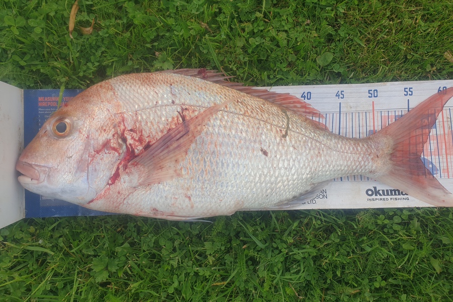 Rodney Niven caught this 56.5cm Snapper at Wellington  during The Hirepool Baitmates Fishing Comp