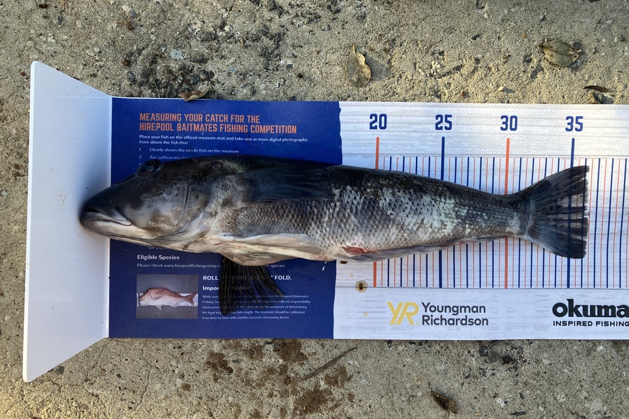 Douglas Hendry caught this 36.0cm Blue Cod at Bluff during The Hirepool Baitmates Fishing Comp