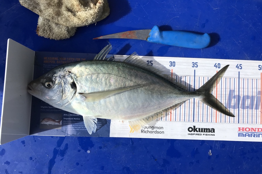 Matt Murray caught this 38.5cm Trevally at Mana during The Hirepool Baitmates Fishing Comp