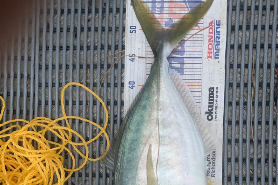 Josh Bolton caught this 50.0cm Trevally at Wellington  during The Hirepool Baitmates Fishing Comp