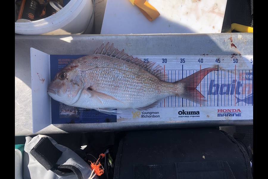 Henry Woolston caught this 38.5cm Snapper at Mana island  during The Hirepool Baitmates Fishing Comp