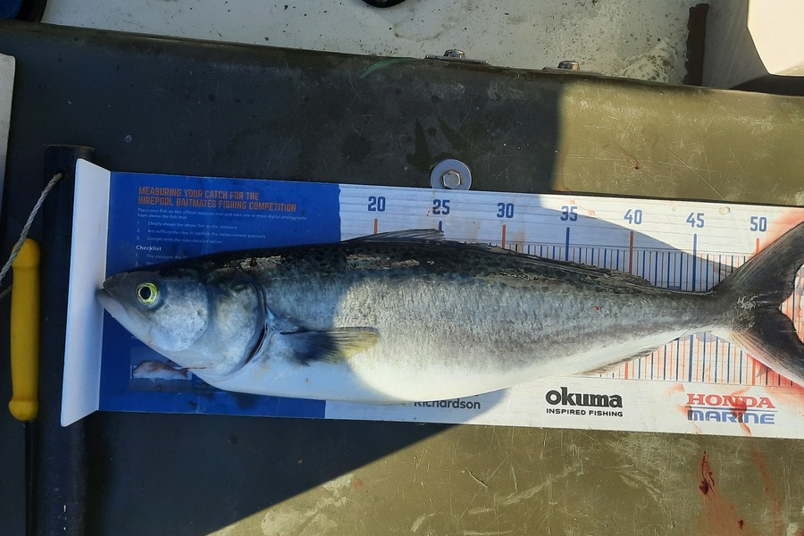 Jason Stewart caught this 51.5cm Kahawai at Wellington harbour during The Hirepool Baitmates Fishing Comp