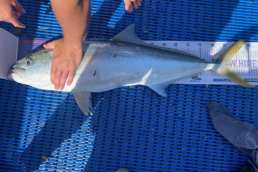 Erin Mcloughlin caught this 87.5cm Kingfish at Hauraki Gulf during The Hirepool Baitmates Fishing Comp