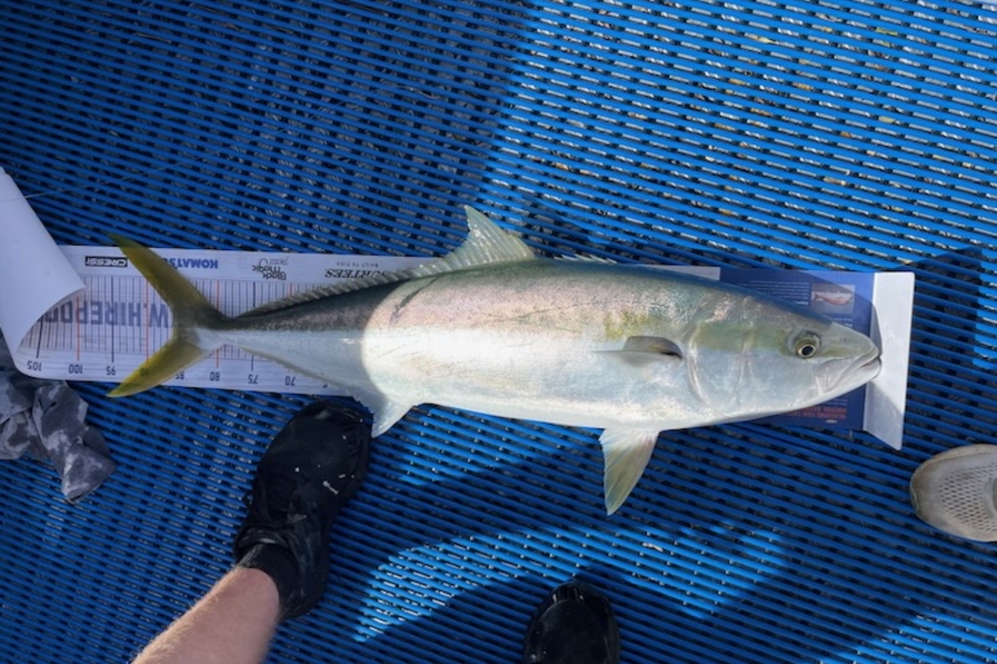 Greg Mcloughlin caught this 85cm Kingfish at Huaraki Gulf during The Hirepool Baitmates Fishing Comp