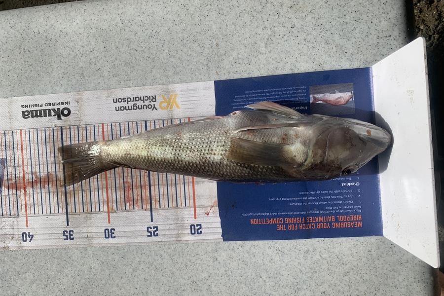 Josh Bolton caught this 35.0cm Blue Cod at Wellington  during The Hirepool Baitmates Fishing Comp