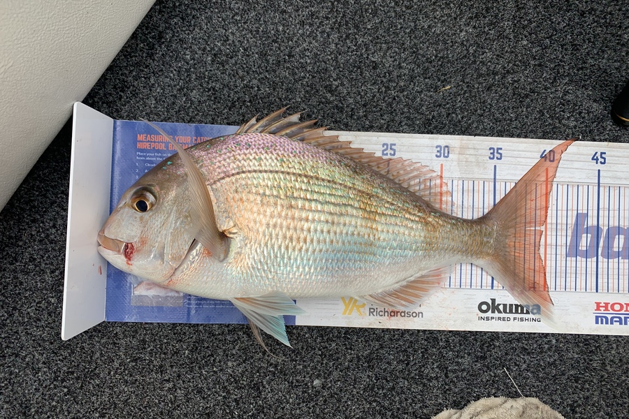 Bevan Sterling caught this 39.0cm Snapper at Kaipara Harbour during The Hirepool Baitmates Fishing Comp