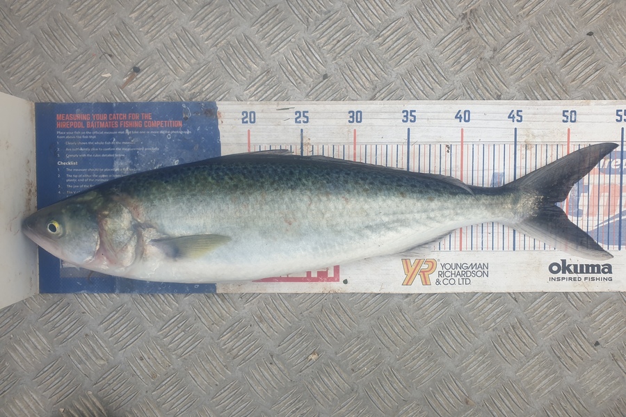 Rodney Niven caught this 47.5cm Kahawai at Wellington  during The Hirepool Baitmates Fishing Comp