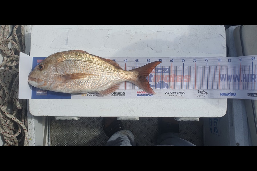 Peter Manukau caught this 49.0cm Snapper at Wilson bay mussel farm during The Hirepool Baitmates Fishing Comp