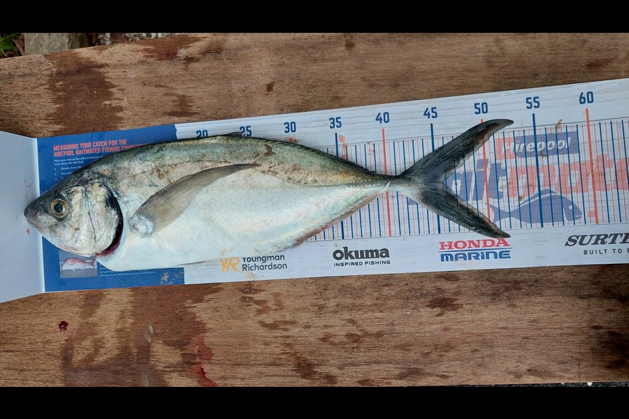 benjamin verdonk caught this 46.0cm Trevally at Curvier during The Hirepool Baitmates Fishing Comp