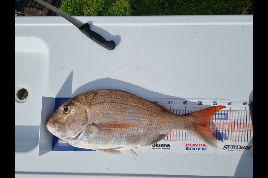 Tim Spiller caught this 52.0cm Snapper at Otaki during The Hirepool Baitmates Fishing Comp
