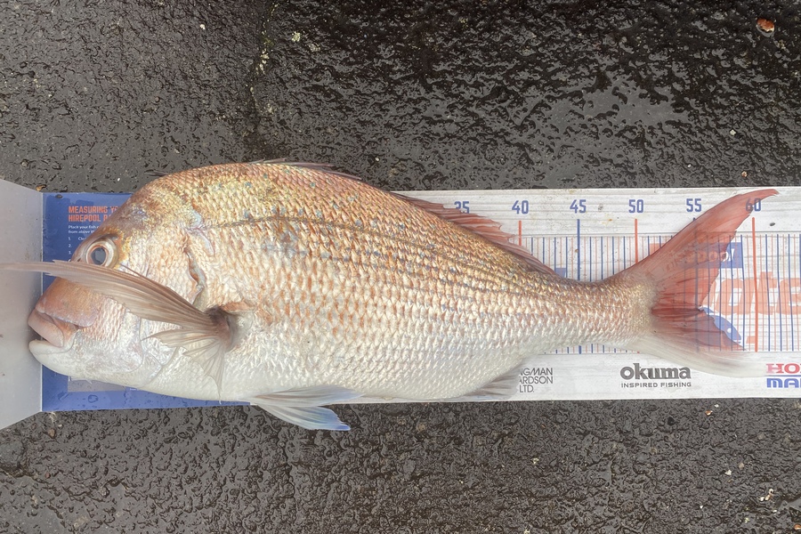 Elliot Gordon caught this 55.0cm Snapper at Tauranga during The Hirepool Baitmates Fishing Comp