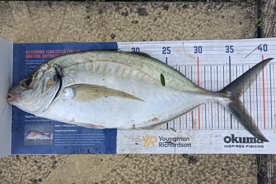 Chris La Franchie caught this 36.5cm Trevally at Kawhia during The Hirepool Baitmates Fishing Comp
