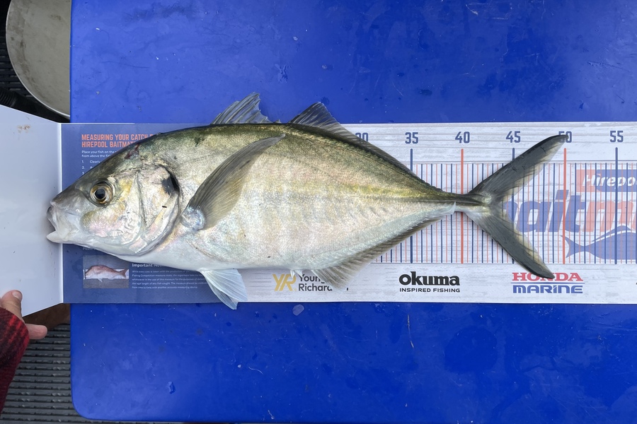 Craig Newland caught this 44.0cm Trevally at Coromandel  during The Hirepool Baitmates Fishing Comp