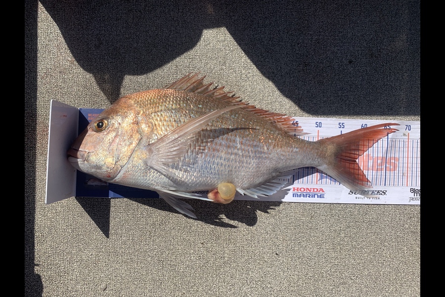 Aaron Johnston caught this 59.0cm Snapper at Raumati  during The Hirepool Baitmates Fishing Comp