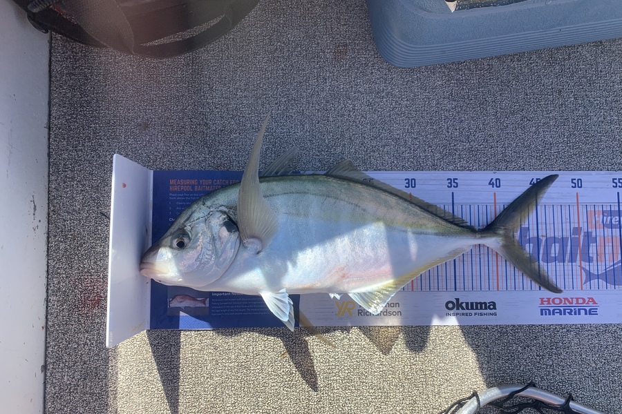 Aaron Johnston caught this 42.0cm Trevally at Raumati during The Hirepool Baitmates Fishing Comp