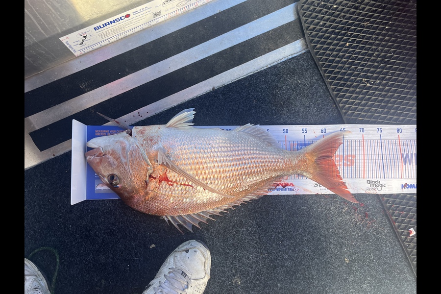 Mikey Bird caught this 62.0cm Snapper at Boom Rock, Wellington during The Hirepool Baitmates Fishing Comp