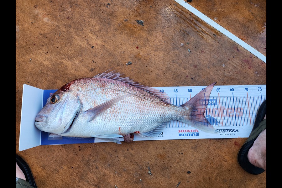 James Fitzgerald caught this 54.0cm Snapper at Oamaru bay during The Hirepool Baitmates Fishing Comp