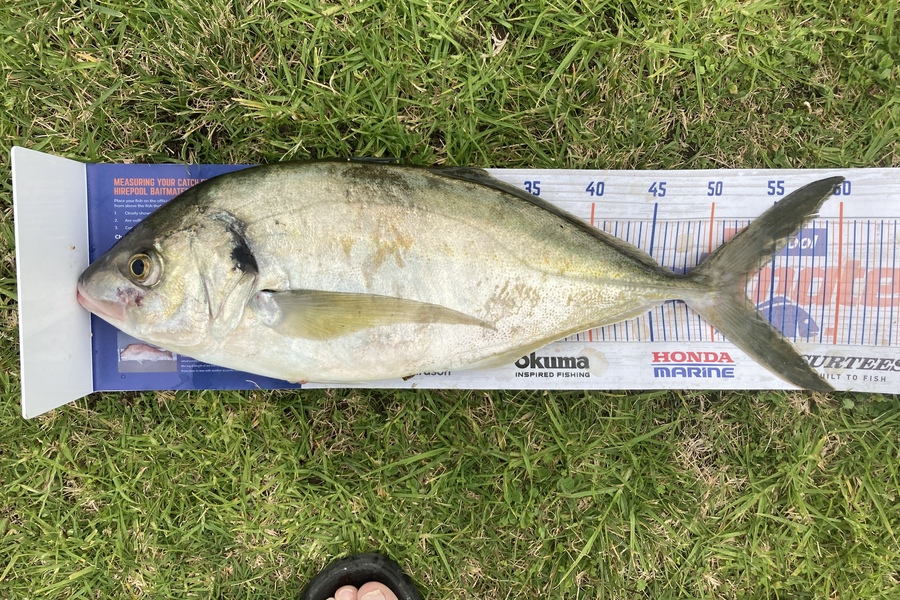 Warren Marr caught this 53.0cm Trevally at Whanganui  during The Hirepool Baitmates Fishing Comp