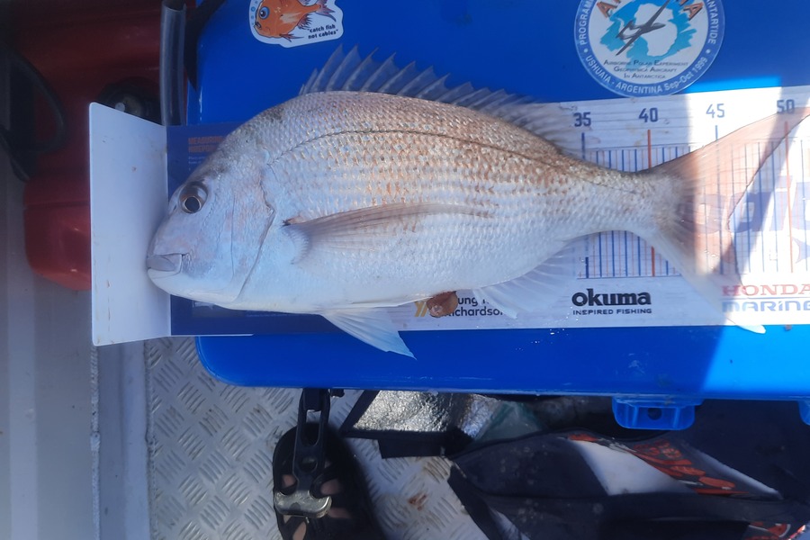 Nick Werner caught this 45.5cm Snapper at Otaki  during The Hirepool Baitmates Fishing Comp