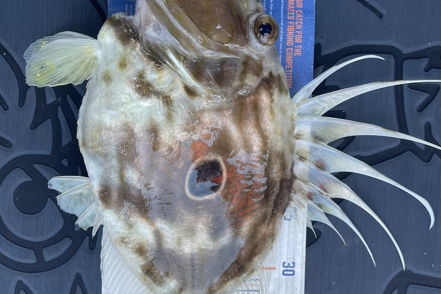 Charles Peters caught this 42.5cm John Dory at whitianga during The Hirepool Baitmates Fishing Comp