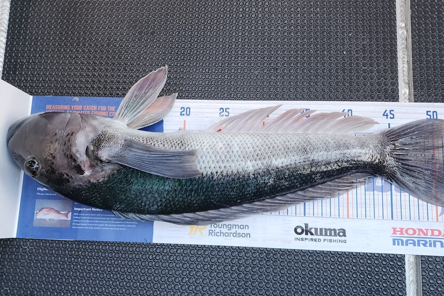 shawn cotton caught this 51.5cm Blue Cod at Moeraki, Otago during The Hirepool Baitmates Fishing Comp