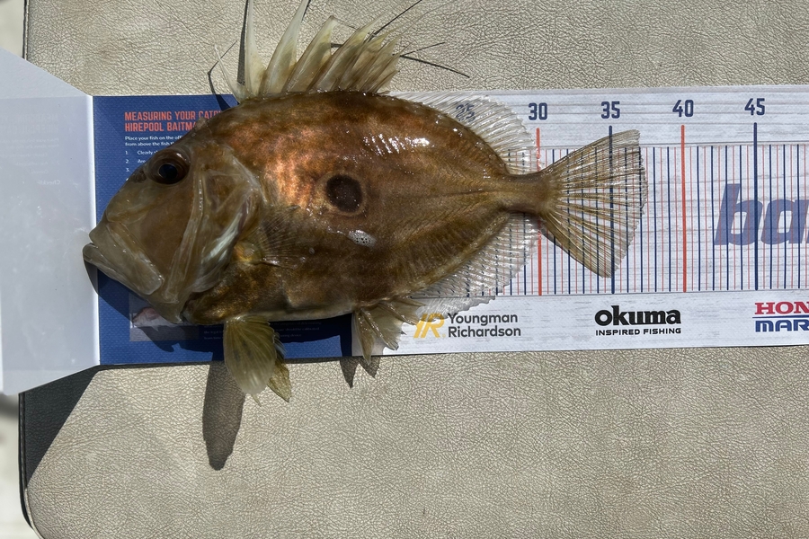 Mitchell Tombleson caught this 37.5cm John Dory at Motiti island during The Hirepool Baitmates Fishing Comp