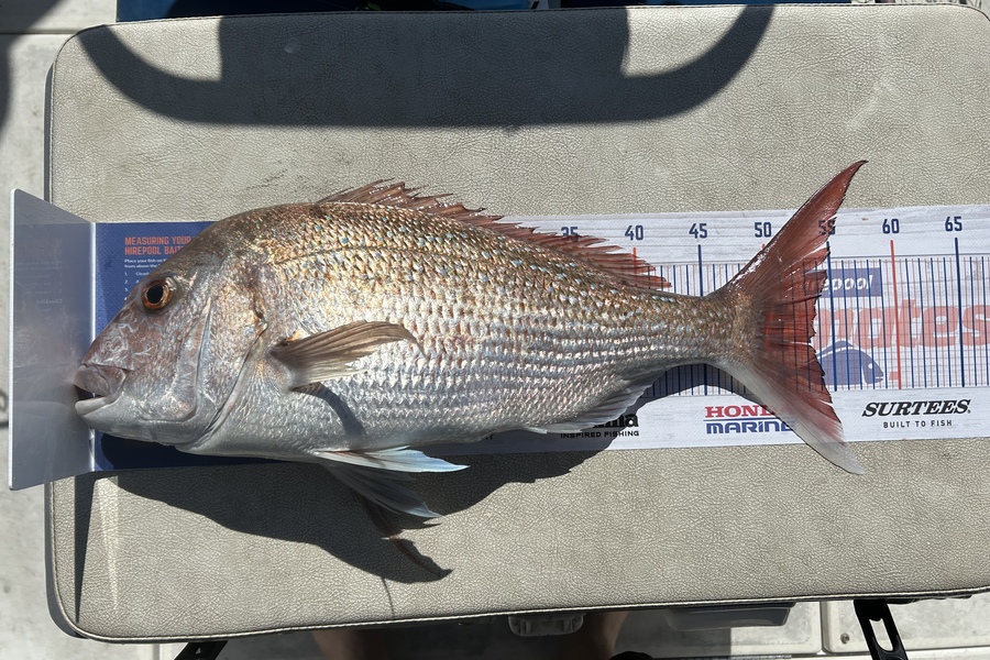 Mitchell Tombleson caught this 53.0cm Snapper at Motiti island during The Hirepool Baitmates Fishing Comp