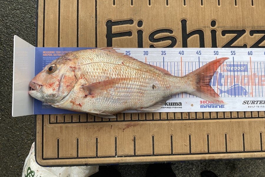 Jeremy McKibbin caught this 47.5cm Snapper at Mana during The Hirepool Baitmates Fishing Comp