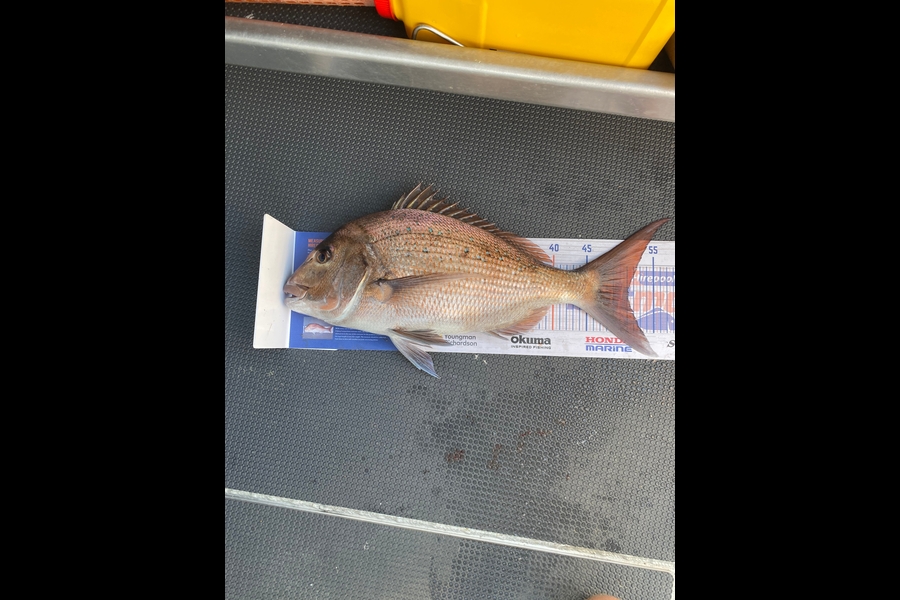 Jayven Moore caught this 51.0cm Snapper at Kapiti during The Hirepool Baitmates Fishing Comp