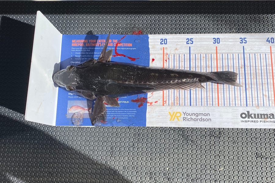 Jayven Moore caught this 33.0cm Blue Cod at Kapiti during The Hirepool Baitmates Fishing Comp