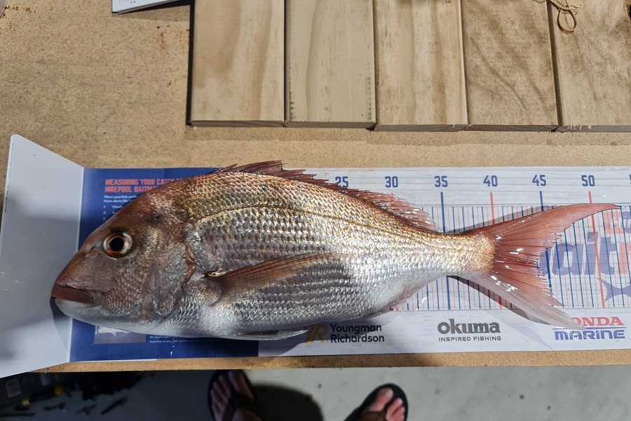 Nick Blair caught this 43.5cm Snapper at Tauranga  during The Hirepool Baitmates Fishing Comp