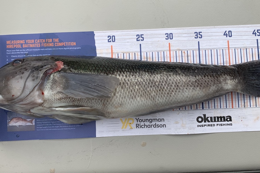 Evan  Cook caught this 46.5cm Blue Cod at Titahi Bay  during The Hirepool Baitmates Fishing Comp