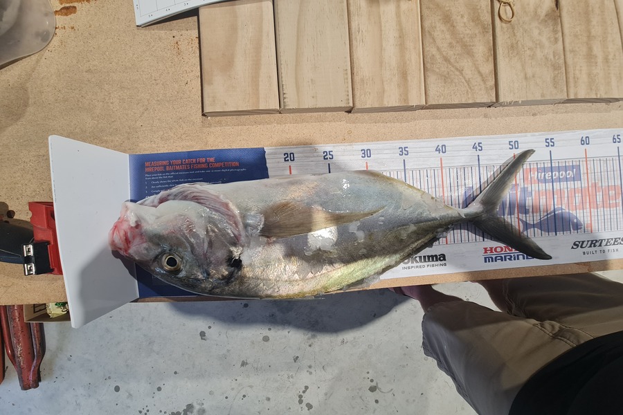 Nick Blair caught this 46cm Trevally at Tauranga  during The Hirepool Baitmates Fishing Comp