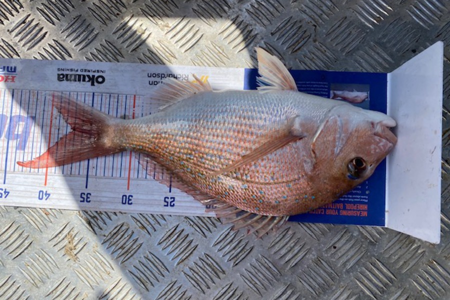 Joshua  Melchers  caught this 37.0cm Snapper at Papamoa during The Hirepool Baitmates Fishing Comp