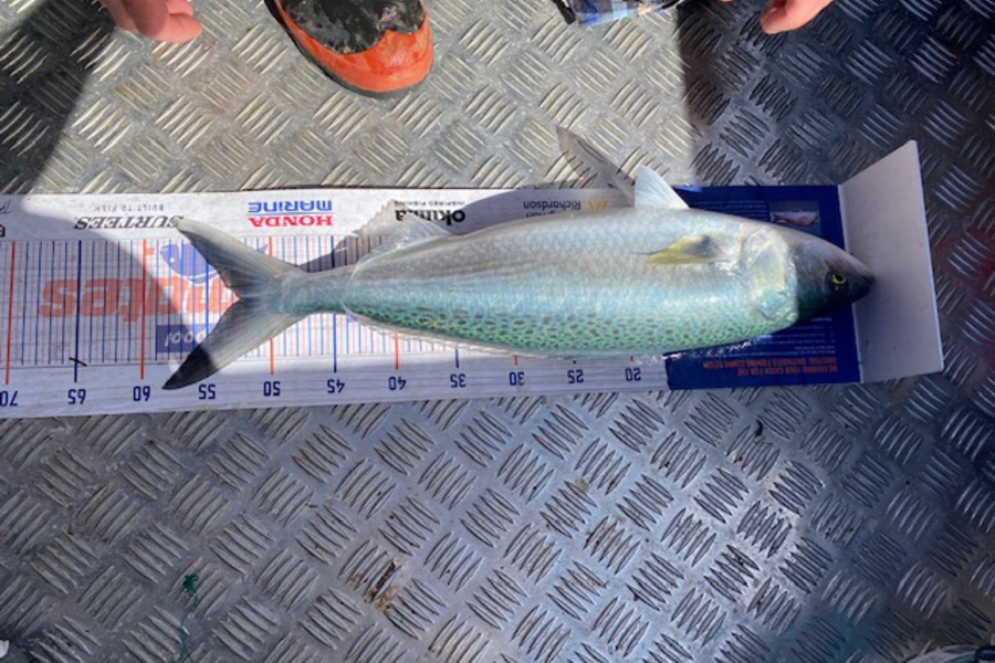 Joshua  Melchers  caught this 52.5cm Kahawai at Papamoa  during The Hirepool Baitmates Fishing Comp