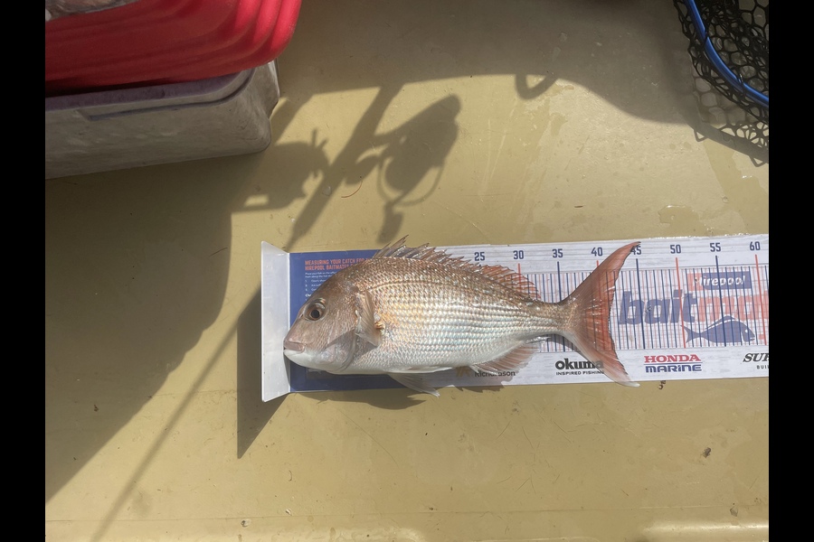 Lee Paetai caught this 40.5cm Snapper at Firth of Thames  during The Hirepool Baitmates Fishing Comp