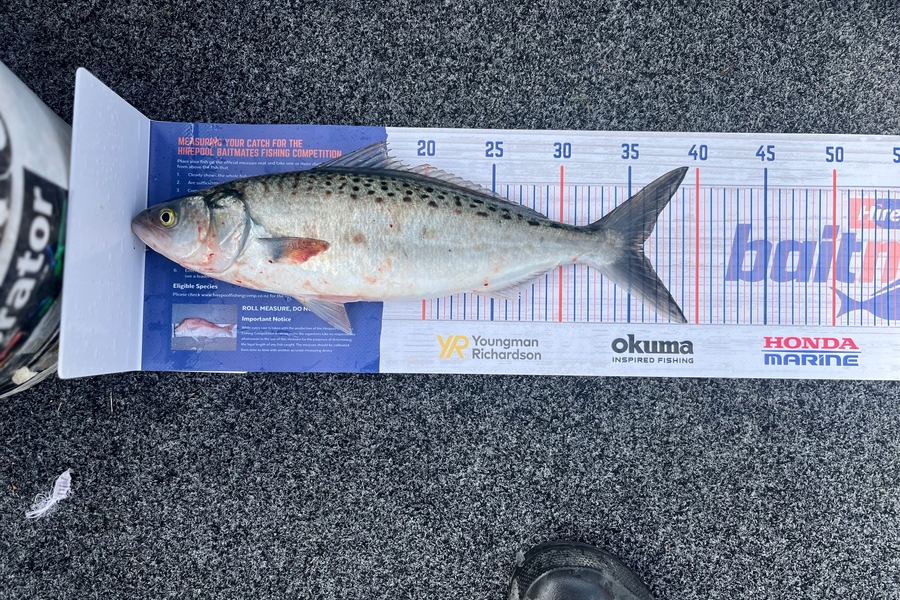 Terry Mcintosh caught this 36.0cm Kahawai at Picton during The Hirepool Baitmates Fishing Comp