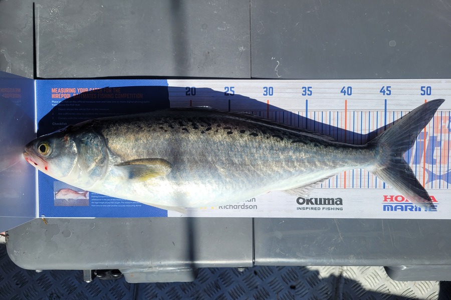 Aaron Knowles caught this 47cm Kahawai at Bay of plenty during The Hirepool Baitmates Fishing Comp