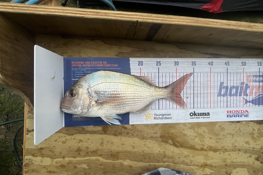 Terry Mcintosh caught this 31.0cm Snapper at Picton during The Hirepool Baitmates Fishing Comp