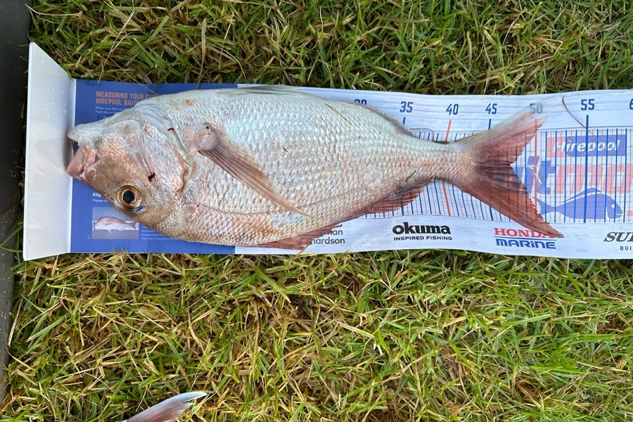Natalie Barnes caught this 47.0cm Snapper at Far North during The Hirepool Baitmates Fishing Comp