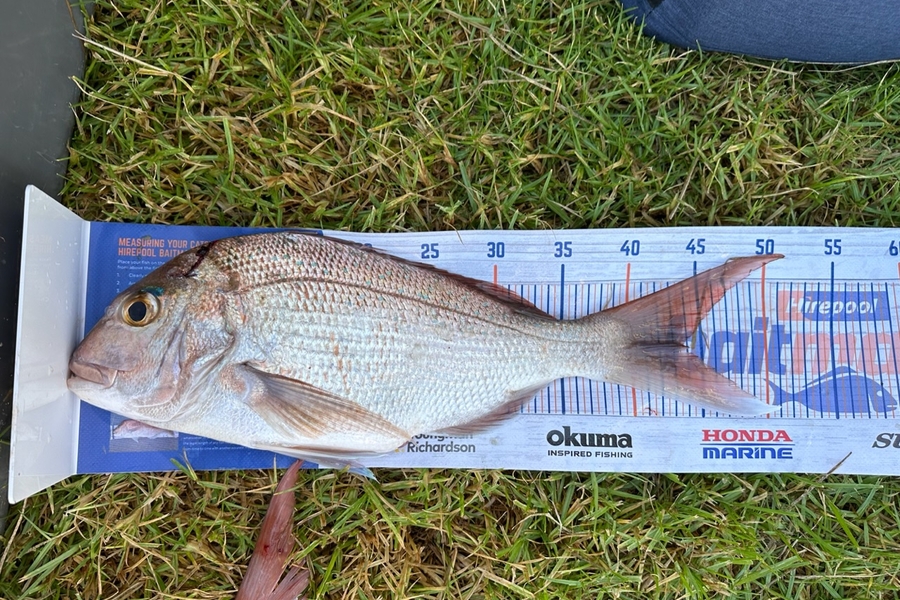 Natalie Barnes caught this 43.5cm Snapper at Far North during The Hirepool Baitmates Fishing Comp