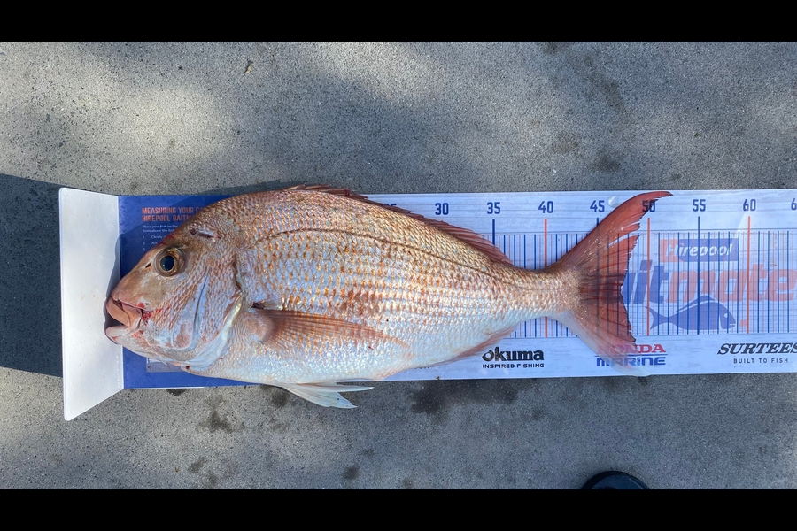 Nicholas Mowlem caught this 47cm Snapper at Tauranga during The Hirepool Baitmates Fishing Comp