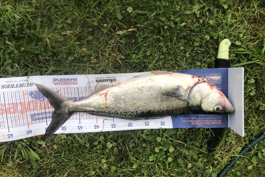 Andy Lash caught this 52.0cm Kahawai at Admiralty Bay during The Hirepool Baitmates Fishing Comp