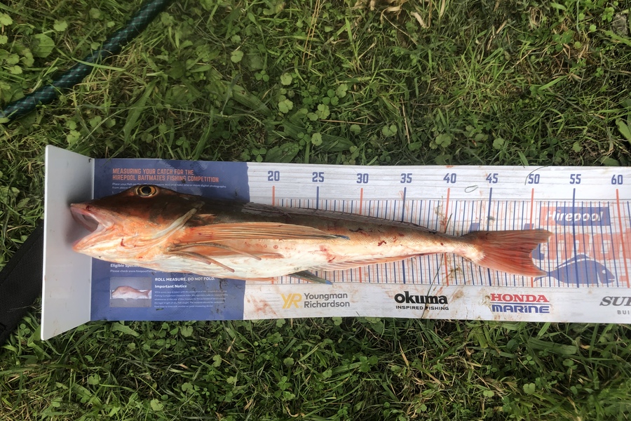 Andy Lash caught this 49.5cm Gurnard at Admiralty Bay during The Hirepool Baitmates Fishing Comp