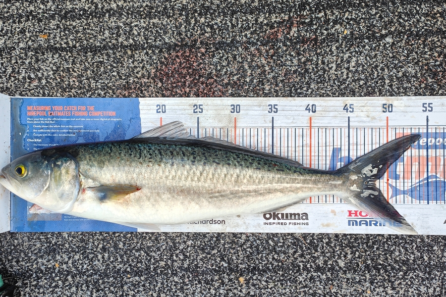Owen Harrison caught this 48.0cm Kahawai at Whangarei  during The Hirepool Baitmates Fishing Comp