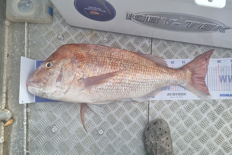 kelly russell caught this 73.0cm Snapper at Mokau during The Hirepool Baitmates Fishing Comp