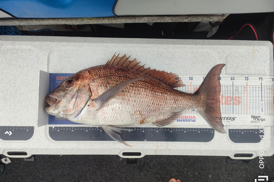Nik Rod caught this 60.0cm Snapper at Bop during The Hirepool Baitmates Fishing Comp