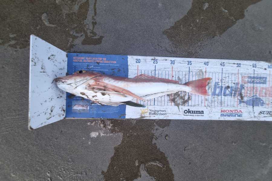 Clinton Emtage caught this 40cm Gurnard at Glinks gully during The Hirepool Baitmates Fishing Comp