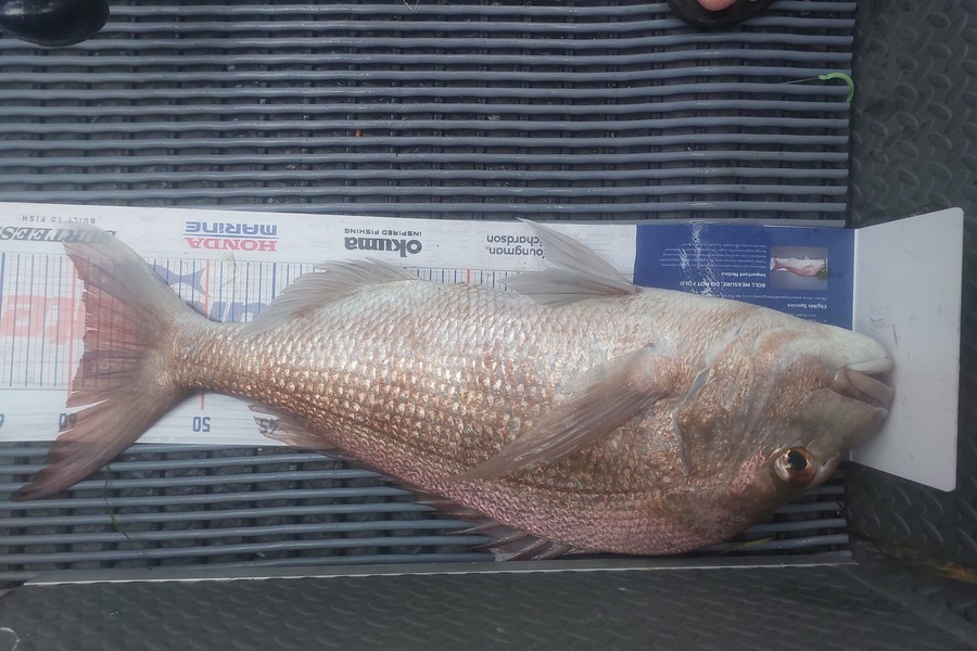 Jacques Swart caught this 59.0cm Snapper at Rangiputa during The Hirepool Baitmates Fishing Comp